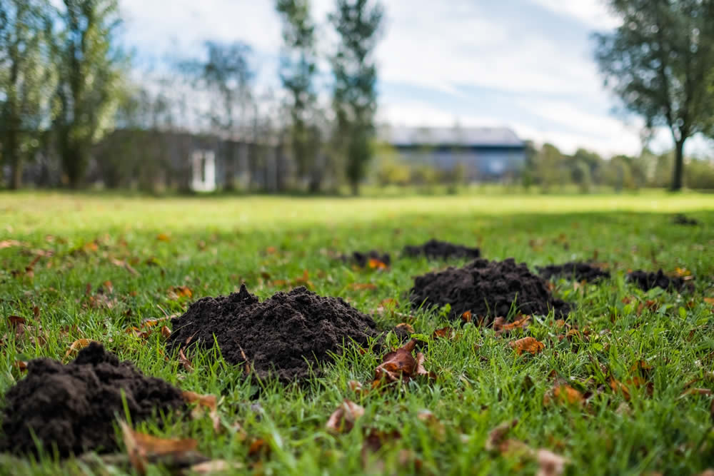 Mole hole field